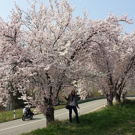 Ferienwohnung Berger Kurparkresidenz 巴特贝格匝本 外观 照片